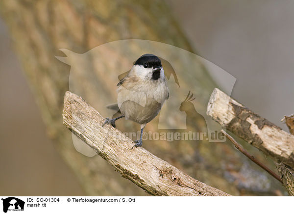 marsh tit / SO-01304