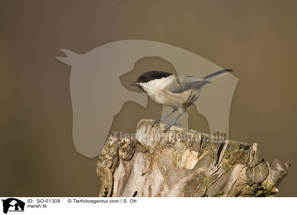 Sumpfmeise / marsh tit / SO-01308