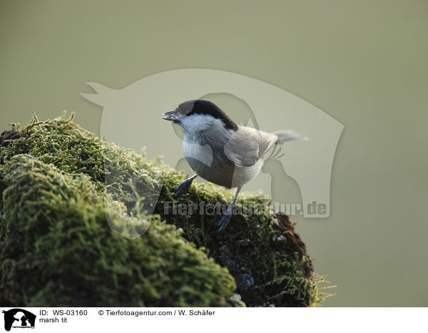 Sumpfmeise / marsh tit / WS-03160