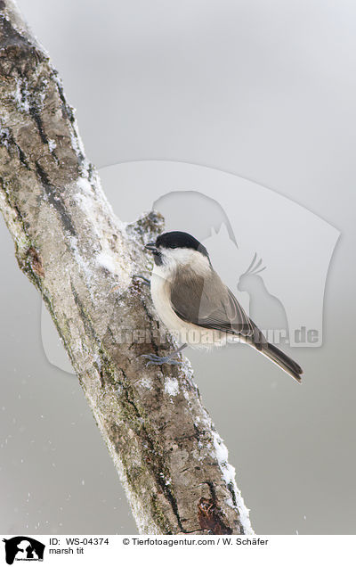 marsh tit / WS-04374