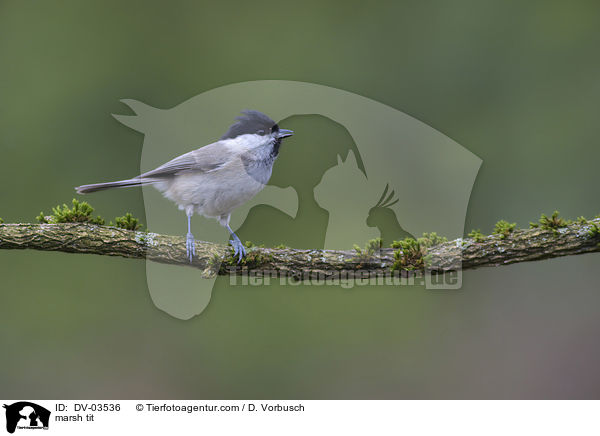 Sumpfmeise / marsh tit / DV-03536