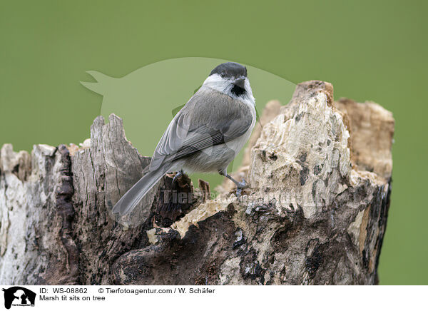 Sumpfmeise sitzt auf Baum / Marsh tit sits on tree / WS-08862