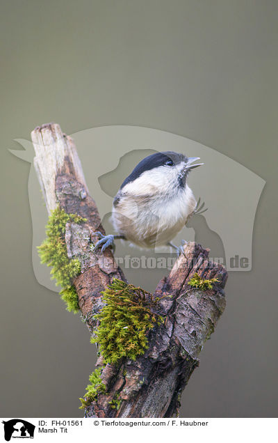 Sumpfmeise / Marsh Tit / FH-01561