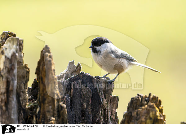 marsh tit / WS-09476