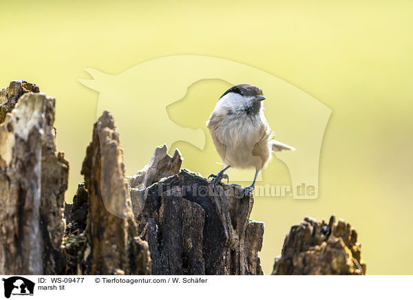 marsh tit / WS-09477