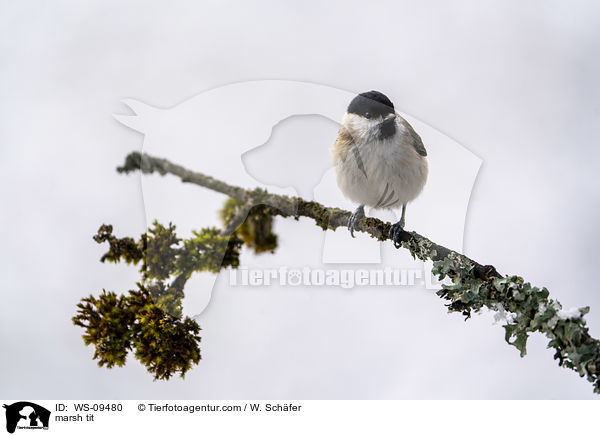 Sumpfmeise / marsh tit / WS-09480