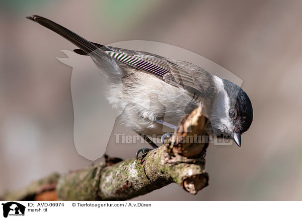 Sumpfmeise / marsh tit / AVD-06974