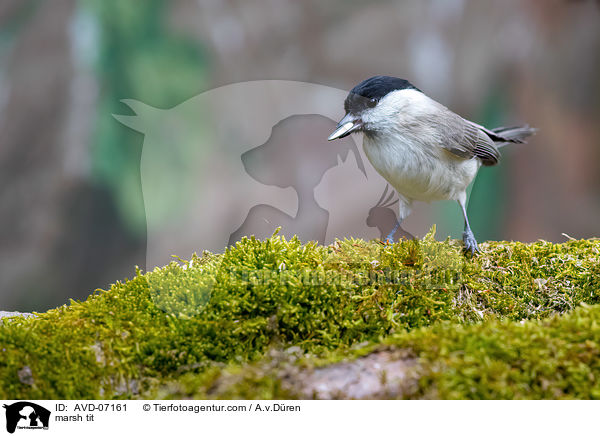 Sumpfmeise / marsh tit / AVD-07161