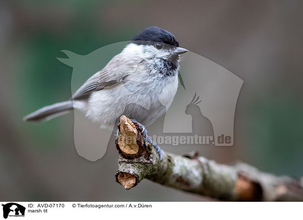 marsh tit / AVD-07170