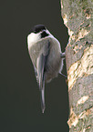 marsh tit