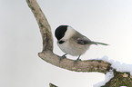 marsh tit