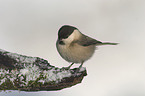 marsh tit