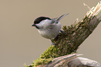 marsh tit