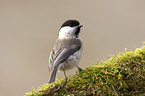 marsh tit