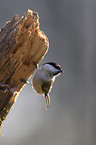 marsh tit