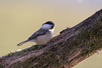 marsh tit