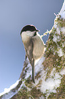 marsh tit