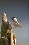 marsh tit