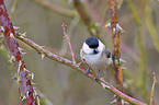 marsh tit