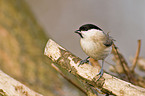 marsh tit