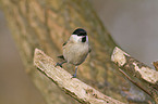 marsh tit