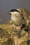 marsh tit