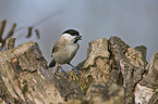 marsh tit