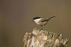 marsh tit