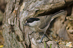 marsh tit