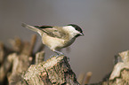 marsh tit