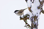 marsh tit