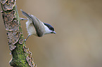 marsh tit