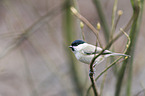 marsh tit