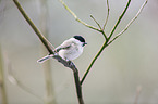 marsh tit