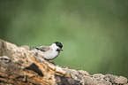 marsh tit