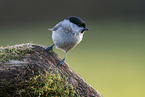 Marsh tit sits on tree