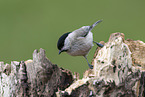 Marsh tit sits on tree