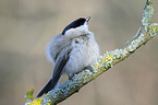 Marsh Tit