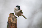 marsh tit