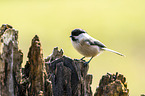 marsh tit