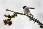 marsh tit