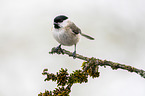 marsh tit