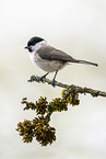 marsh tit