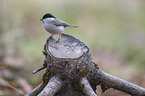 marsh tit