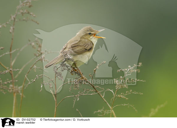 marsh warbler / DV-02752