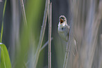 marsh warbler