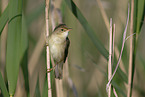 marsh warbler
