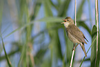 marsh warbler