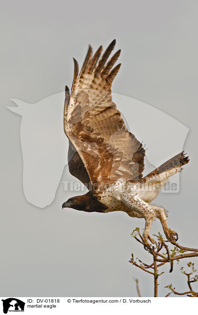 martial eagle / DV-01818