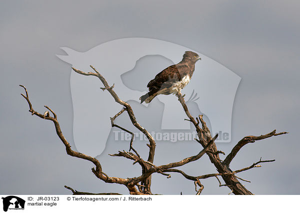 martial eagle / JR-03123